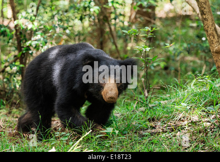 Sloth Bear (Melursus ursinus) walking along the heavy wooded Wilpattu National Park Stock Photo