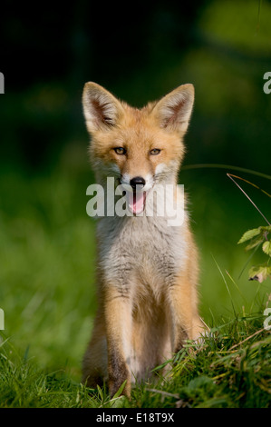 Red fox, Fox, Vulpes vulpes, sitting in meadow and looks into the camera