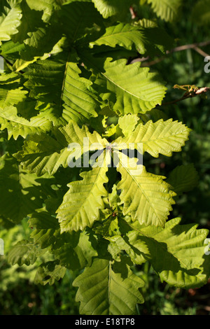 Mongolian Oak, Quercus mongolica, Fagaceae. Native to Japan, southern Kuriles, Sakhalin, Manchuria, Central and Northern China. Stock Photo