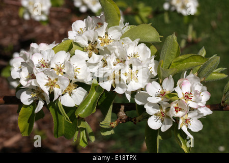 Common (Wild) Pear, Pyrus communis 'Beech Hill', Rosaceae. Stock Photo