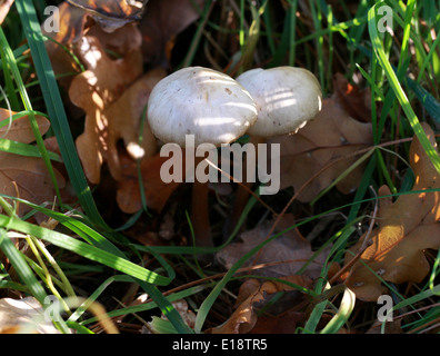 Scotch Bonnet or Fairy Ring Champignon, Marasmius oreades, Marasmiaceae. Stock Photo