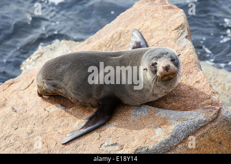 A seal basks in the sun in Narooma, New South Wales, Australia Stock Photo