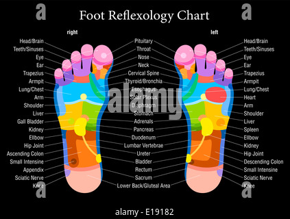 Foot reflexology chart with accurate description of the corresponding internal organs and body parts. Stock Photo