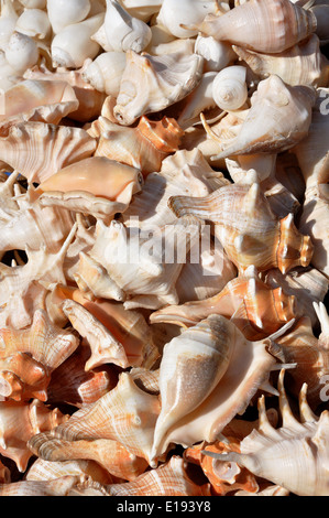 Indian Spider Conch ( Lambis truncata ) shell Stock Photo