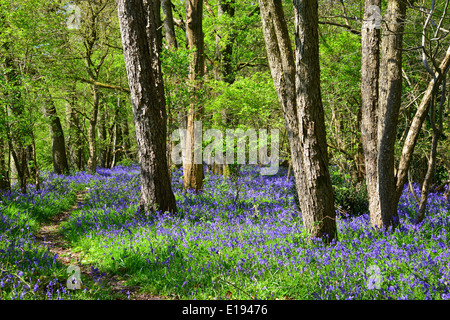 Bluebells, Dragon's Green, West Sussex Stock Photo