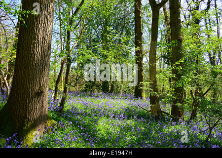 Bluebells, Dragon's Green, West Sussex Stock Photo