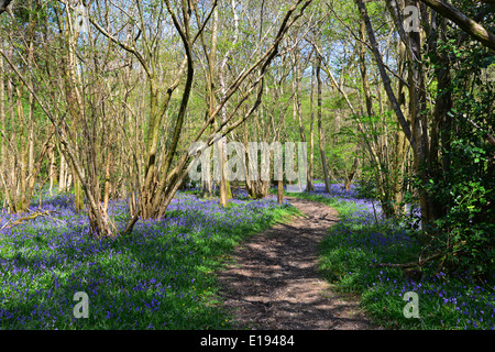 Bluebells, Dragon's Green, West Sussex Stock Photo