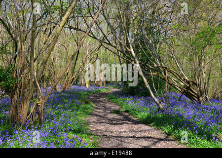 Bluebells, Dragon's Green, West Sussex Stock Photo