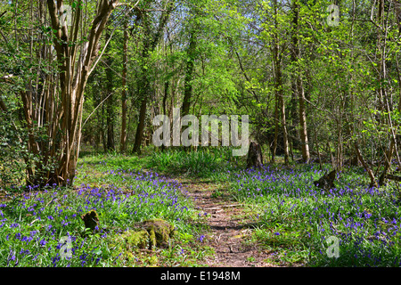 Bluebells, Dragon's Green, West Sussex Stock Photo