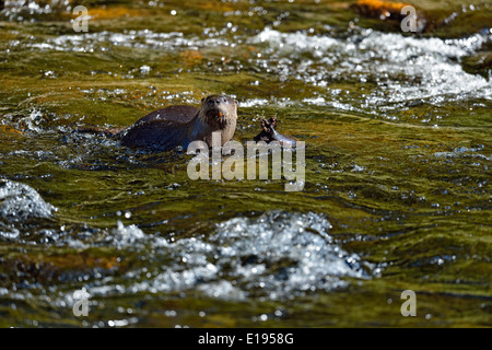 River otter (Lontra canadensis) Hunting in the Little River Great Smoky Mountains National Park, Tennessee USA