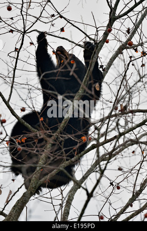 Black bear (Ursus americanus) Feeding on fruit in a tree Great Smoky Mountains National Park, Tennessee USA Stock Photo