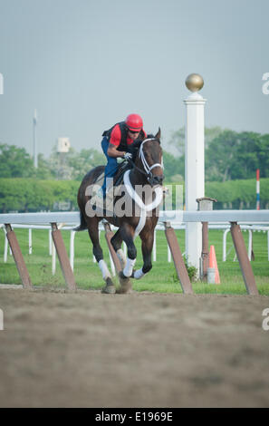 Elmont, New York, USA. 27th May, 2014. Belmont Stakes hopeful RIDE ON CURLIN with exercise rider BRYAN BACCIA up gallops over the main track at Belmont Park, Tuesday, May 27, 2014. Credit:  Bryan Smith/ZUMAPRESS.com/Alamy Live News Stock Photo