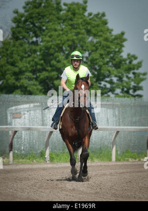 Elmont, New York, USA. 27th May, 2014. Belmont Stakes hopeful KID CRUZ, trained by Linda Rice, gallops over the training track at Belmont Park, Tuesday, May 27, 2014. Credit:  Bryan Smith/ZUMAPRESS.com/Alamy Live News Stock Photo