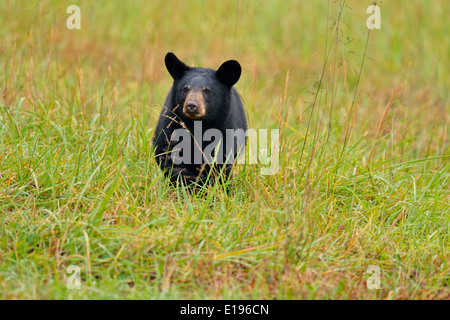 Black bear (Ursus americanus) Yearling cub Great Smoky Mountains National Park, Tennessee USA Stock Photo