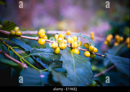 Coffee beans ripening on tree in North of thailand Stock Photo