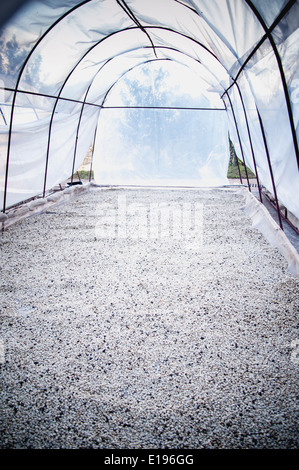 process of drying coffee beans in clean room Stock Photo