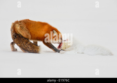 Red fox (Vulpes vulpes) preying upon an Arctic Fox (Alopex lagopus) Wapusk National Park, Cape Churchill Manitoba Canada Stock Photo