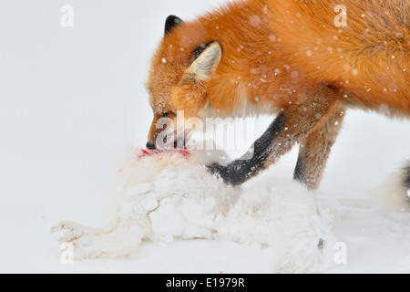 Red fox (Vulpes vulpes) Eating a freshly killed Arctic Fox (Alopex lagopus) Wapusk National Park, Cape Churchill Manitoba Canada Stock Photo