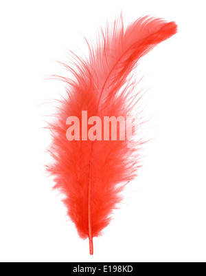 Red feather isolated on white background cutout Stock Photo
