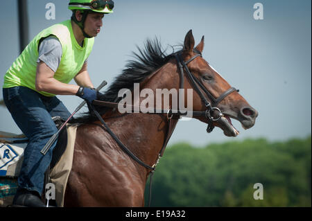 Elmont, New York, USA. 27th May, 2014. Belmont Stakes hopeful KID CRUZ, trained by Linda Rice, gallops over the training track at Belmont Park, Tuesday, May 27, 2014. Credit:  Bryan Smith/ZUMAPRESS.com/Alamy Live News Stock Photo