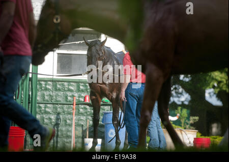 Elmont, New York, USA. 27th May, 2014. Belmont Stakes hopeful RIDE ON CURLIN is bathed at Belmont Park, Tuesday, May 27, 2014. Credit:  Bryan Smith/ZUMAPRESS.com/Alamy Live News Stock Photo