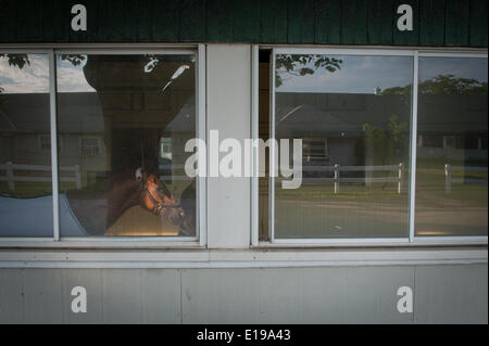 Elmont, New York, USA. 27th May, 2014. Kentucky Derby and Preakness winner CALIFORNIA CHROME, trained by Art Sherman, walks the shed row at Belmont Park, Tuesday, May 27, 2014. Credit:  Bryan Smith/ZUMAPRESS.com/Alamy Live News Stock Photo