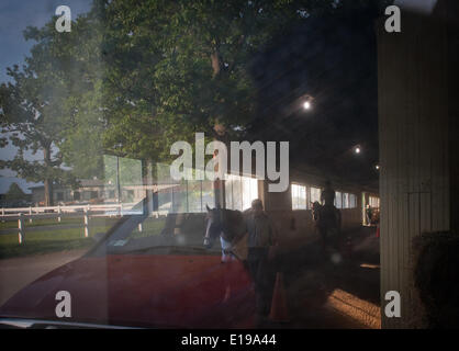 Elmont, New York, USA. 27th May, 2014. Kentucky Derby and Preakness winner California Chrome, trained by Art Sherman, walks the shed row at Belmont Park, Tuesday, May 27, 2014. Credit:  Bryan Smith/ZUMAPRESS.com/Alamy Live News Stock Photo