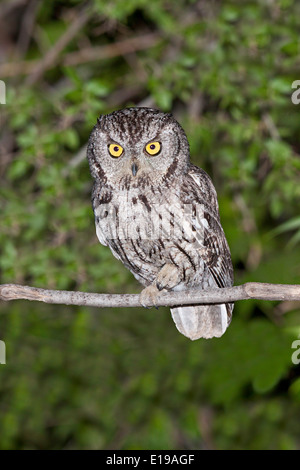 Western Screech-Owl Megascops kennikottii Tucson, Pima County, Arizona, United States 26 May Adult Strigidae Stock Photo