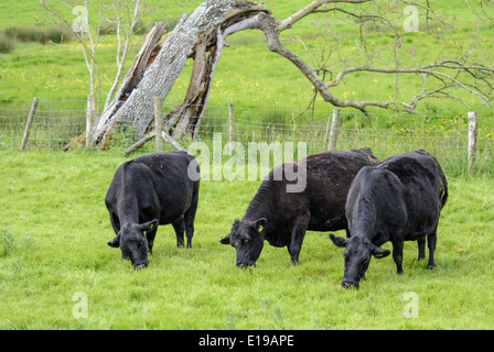 Small herd of cows grazing and chewing grass in a field in the UK. Stock Photo