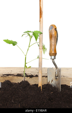 Tomato plant freshly planted in soil next to a cane with a garden trowel Stock Photo