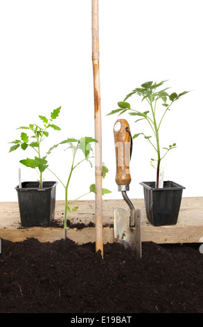 Planting tomato plants, plants in soil and wooden board with a cane and garden trowel Stock Photo