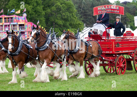 Stocksfield, England - May 26, 2014: Hugh Ramsay driving his Millisle Clydesdale team of four in the Heavy Horses three or more turnout at the Northumberland County Agricultural Show at Bywell Hall, near Stocksfield, in North east England. Agriculture is an important part of the economy in the region and such events shows draw large numbers of visitors. Credit:  AC Images/Alamy Live News Stock Photo