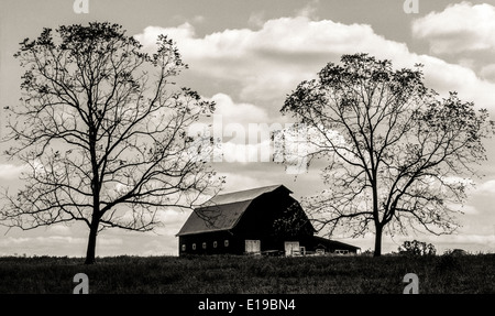 Two towering trees that have lost most of their leaves flank a barn and create this black-and-white landscape silhouette in rural Arkansas, USA. Stock Photo