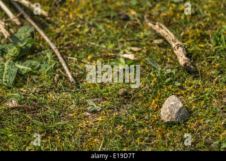 A random stone on the mossy ground in the woods Stock Photo