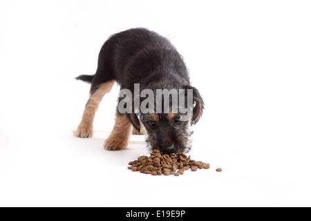 Young Terrier Mix eats dog food on white background Stock Photo