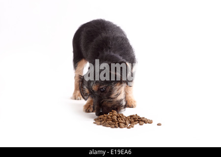 Young Terrier Mix eats dog food on white background Stock Photo