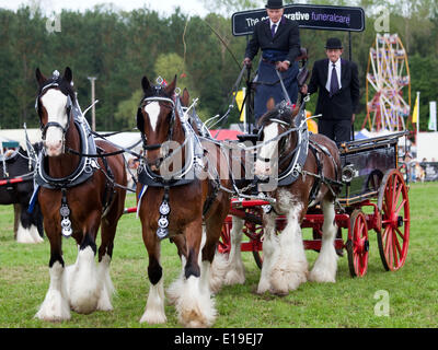 Stocksfield, England - May 26, 2014: The co-operative funeralcare entrant in the 'three or more' section of the Heavy Horses Turnout display their team of four Clydesdales in the main arena at the Northumberland County Agricultural Show at Bywell Hall, near Stocksfield, in North east England. Agriculture is an important part of the economy in the region and such events shows draw large numbers of visitors. Stock Photo