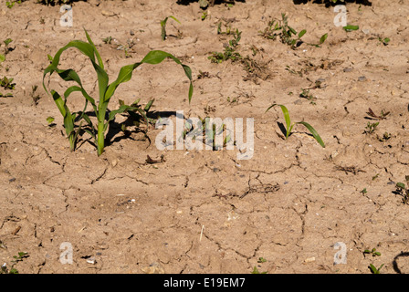 young corn stalks, on dry and cracked earth Stock Photo