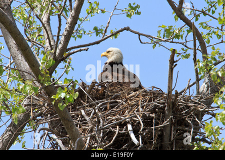 Bald eagle (Haliaeetus leucocephalus) on nest. Stock Photo