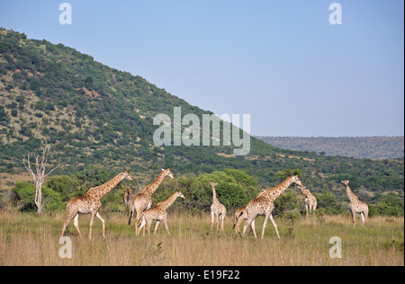 Giraffes in grassland, Pilanesberg National Park, Pilanesberg, North West Province, Republic of South Africa Stock Photo