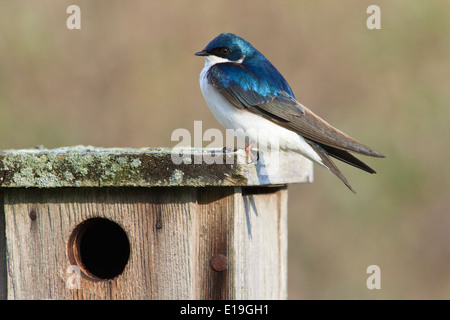 Male Tree swallow (Tachycineta bicolor) perched on a tree house. Stock Photo