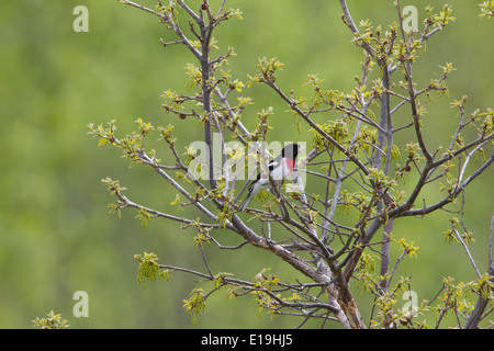 Male rose-breasted grosbeak (Pheucticus ludovicianus) on tree branch during the Spring migration. Stock Photo