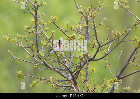 Male rose-breasted grosbeak (Pheucticus ludovicianus) on tree branch during the Spring migration. Stock Photo