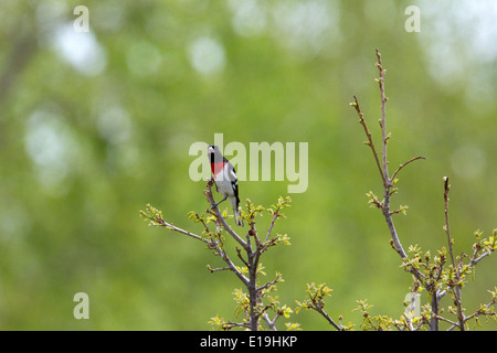 Male rose-breasted grosbeak (Pheucticus ludovicianus) on tree branch during the Spring migration. Stock Photo