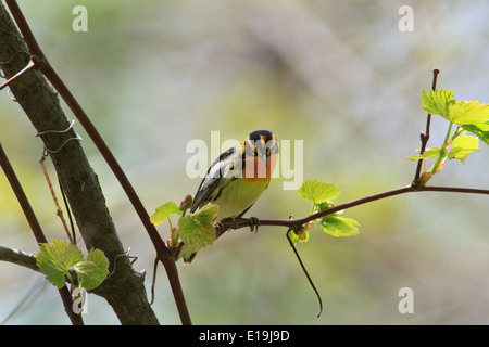 Male Blackburnian warbler (Dendroica fusca) on tree branch during the Spring migration, Magee Marsh, Ohio. Stock Photo