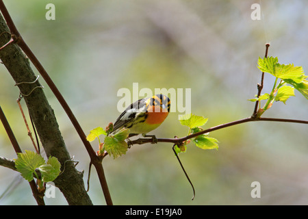 Male Blackburnian warbler (Dendroica fusca) on tree branch during the Spring migration, Magee Marsh, Ohio. Stock Photo