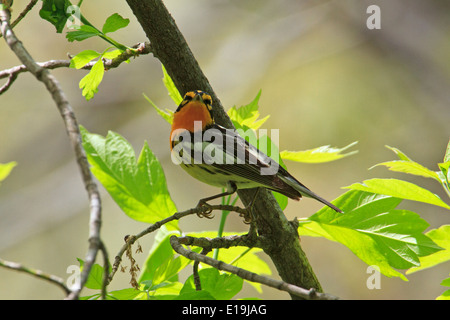 Male Blackburnian warbler (Dendroica fusca) on tree branch during the Spring migration, Magee Marsh, Ohio. Stock Photo