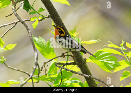 Male Blackburnian warbler (Dendroica fusca) on tree branch during the Spring migration, Magee Marsh, Ohio. Stock Photo