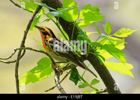 Male Blackburnian warbler (Dendroica fusca) on tree branch during the Spring migration, Magee Marsh, Ohio. Stock Photo