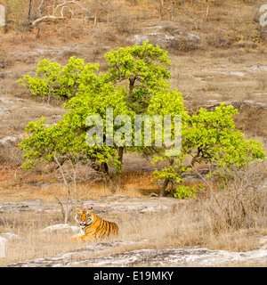 male tiger laying down looking intently forwards into the distance, view further away, Bandhavgarh National Park, Stock Photo